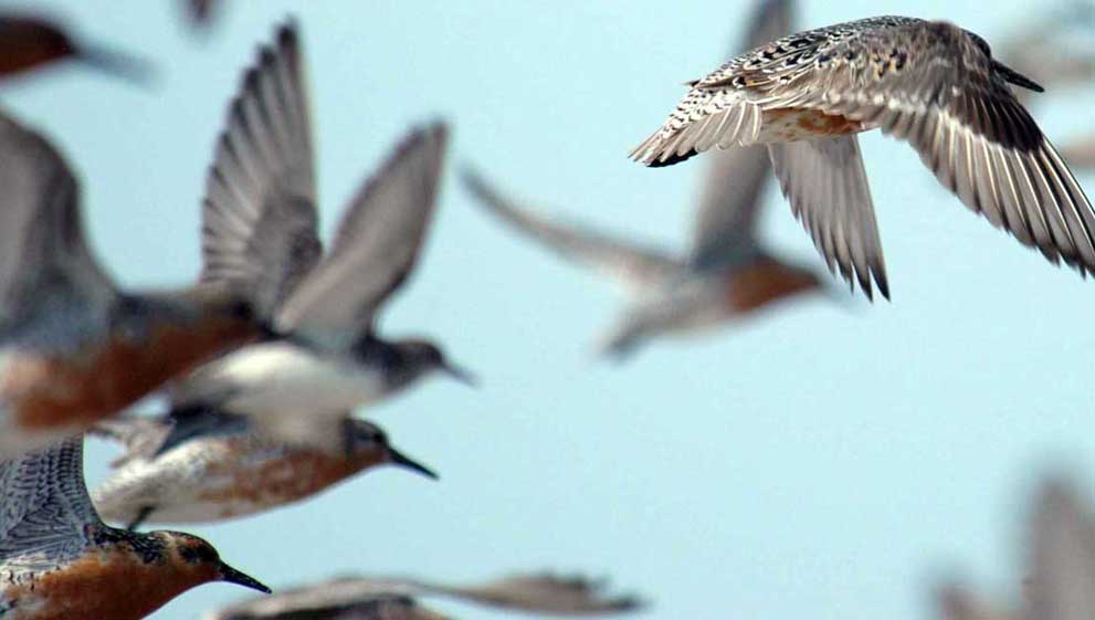 ‘Watch the birdie’… tracking birds using Stainless Steel