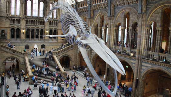 How to suspend a Blue Whale using Stainless SteelHow to suspend a Blue Whale using Stainless Steel