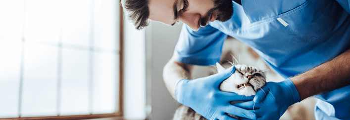 Plaster Sinks for Veterinary Practices